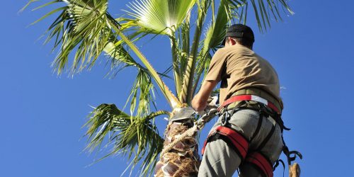 Palm Tree Services, Tree Removal, Tree Cutting, Tree Service, Tree Pruning, Tree Trimming, Tree Crowning, Emergency Tree Service, Free Estimates Palm Tree Services, Tree Removal, Tree Cutting, Tree Service, Tree Pruning, Tree Trimming, Tree Crowning, Emergency Tree Service, Free Estimates