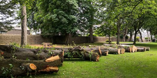 Tree Removal, Tree Cutting, Tree Service, Tree Pruning, Tree Trimming, Tree Crowning, Emergency Tree Service, Free Estimates Tree Removal, Tree Cutting, Tree Service, Tree Pruning, Tree Trimming, Tree Crowning, Emergency Tree Service, Free Estimates