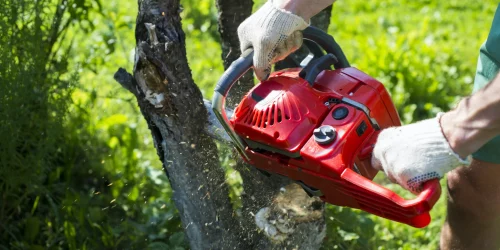 Tree Removal, Tree Cutting, Tree Service, Tree Pruning, Tree Trimming, Tree Crowning, Emergency Tree Service, Free Estimates Tree Removal, Tree Cutting, Tree Service, Tree Pruning, Tree Trimming, Tree Crowning, Emergency Tree Service, Free Estimates