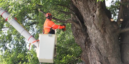 Tree Removal, Tree Cutting, Tree Service, Tree Pruning, Tree Trimming, Tree Crowning, Emergency Tree Service, Free Estimates Tree Removal, Tree Cutting, Tree Service, Tree Pruning, Tree Trimming, Tree Crowning, Emergency Tree Service, Free Estimates