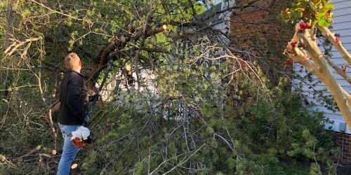 Tree Removal, Tree Cutting, Tree Service, Tree Pruning, Tree Trimming, Tree Crowning, Emergency Tree Service, Free Estimates Tree Removal, Tree Cutting, Tree Service, Tree Pruning, Tree Trimming, Tree Crowning, Emergency Tree Service, Free Estimates